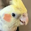 arlieieio